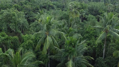 aerial view sort of deep green jungle or forest