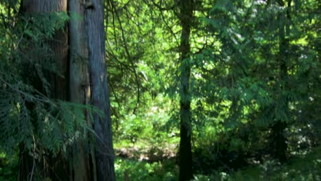 Upward-tilting-of-forest-in-lower-mainland-of-Canada