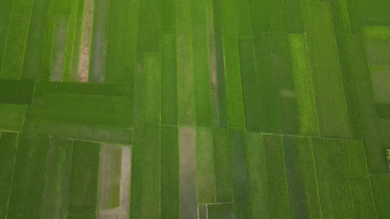 vista aérea, mostrando exuberantes campos de arroz verde en indonesia