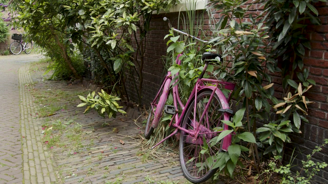 Pink bicycle propped up against stone brick wall with overgrowing foliage growing up the wall, on a side-street in Haarlem, Amsterdam