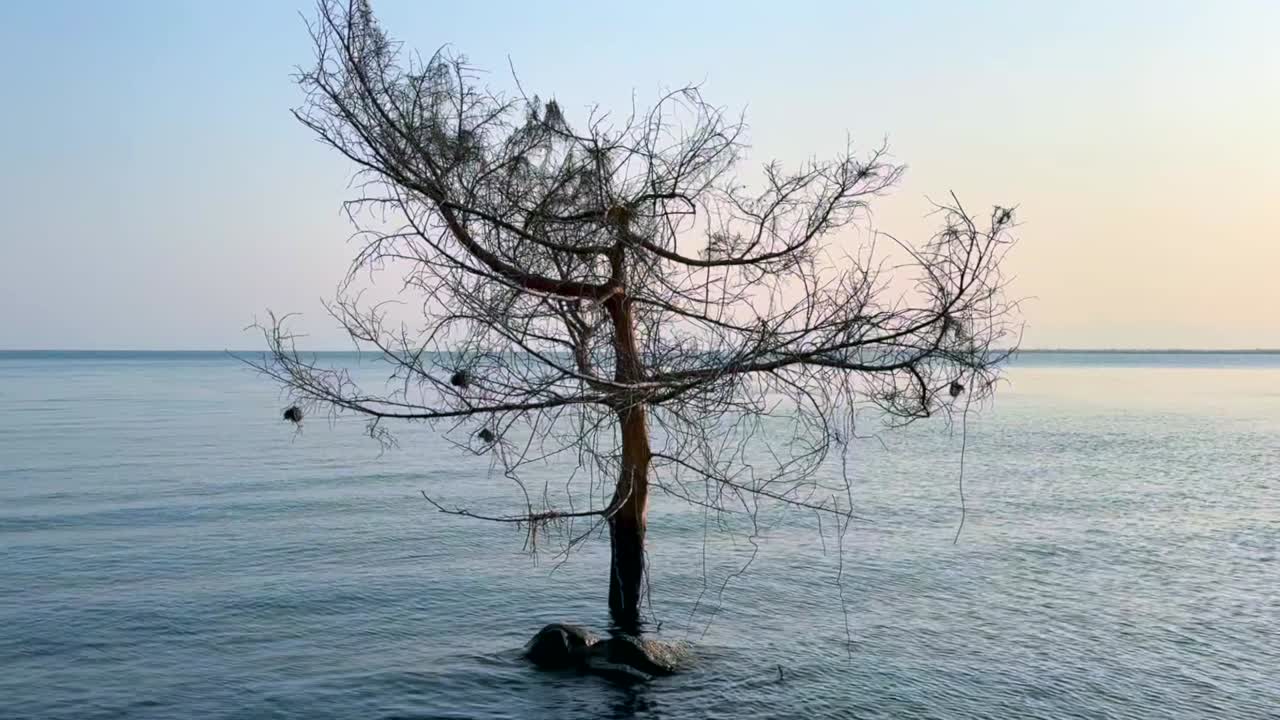 말라위 호수에 둥지를 짓는 잎없는 나무. 코마 섬, 말라위.