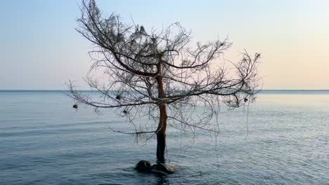 árbol sin hojas con nidos de tejedores en el lago malawi. isla de nankoma, malawi.