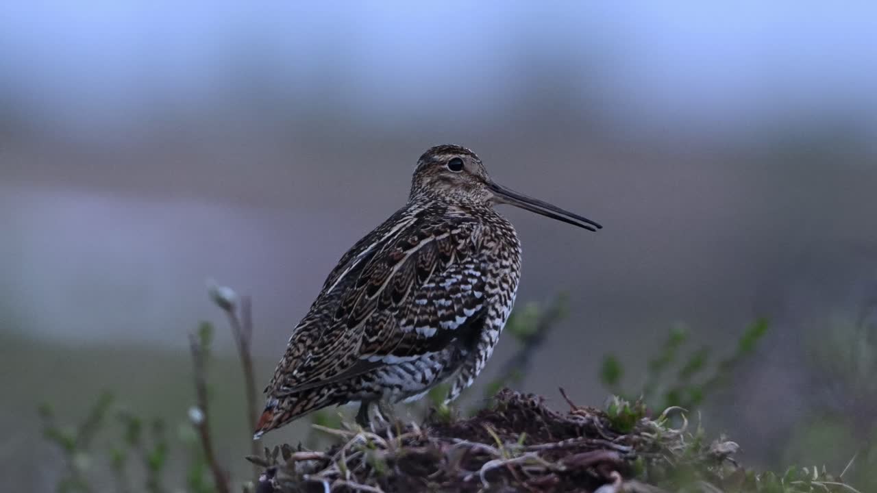 Nahaufnahme einer Großen Bekassine, die bei Sonnenaufgang auf einem kleinen Hügel sitzt. Der Vogel bewegt seinen Kopf und langen Schnabel, während der Wind seine Federn zerzaust. Ein verschwommener Naturhintergrund hebt Details hervor