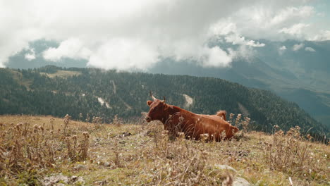 cow resting on a mountain pasture