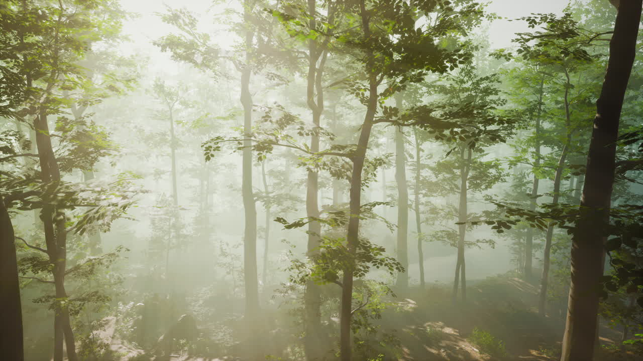 해가 지는 가을의 숲을 통해 fpv 드론 비행이 빠르고 기동적입니다.