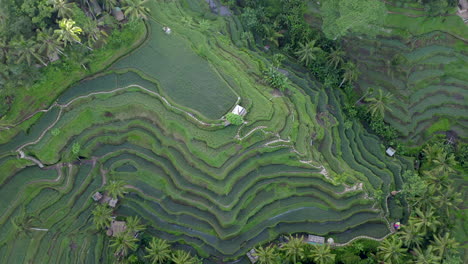 aerial view of textures of green rice fields in jungle location of bali, indonesia