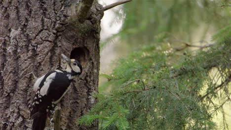 Ein-Männlicher-Specht-Bringt-Futter-Für-Sein-Gefräßiges-Küken,-Das-Im-Nest-Wartet