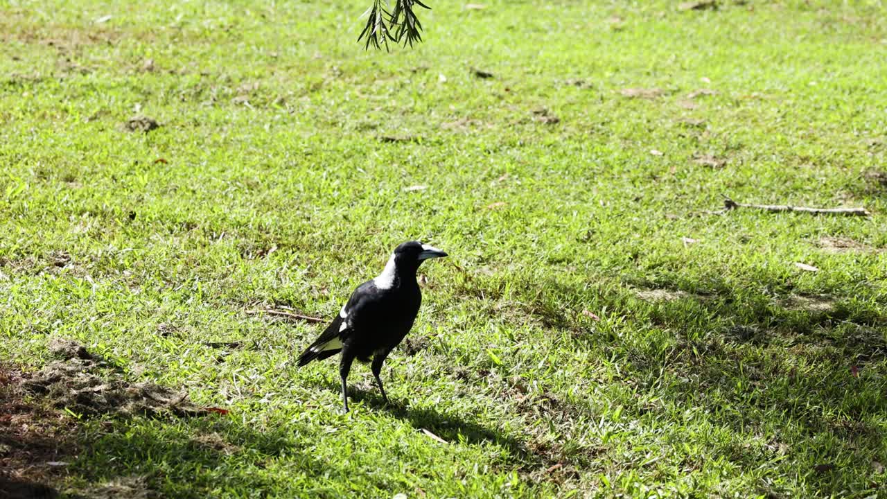 은 잔디에서 산책하는 새