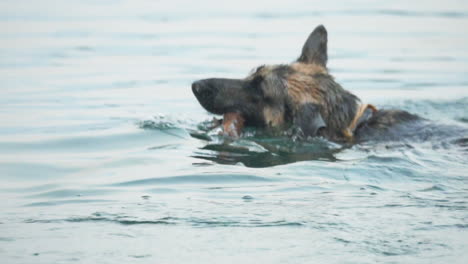 Zeitlupe-Nahaufnahme,-Deutscher-Schäferhund-Schwimmt-Mit-Stock-Im-Mund-Im-See