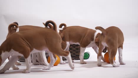 group-of-basenji-puppy-play-with-orange-fruit-fun-way-joyful-look