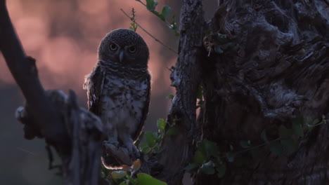 Pájaro-Búho-Africano-Posado-Al-Atardecer