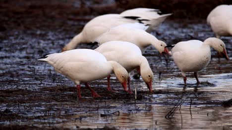 A snow goose couple eats water plants on a lakeshore