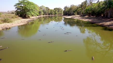 vista aérea de un grupo de caimanes agrupados en una laguna debido a la severa sequía en la región del pantano salvaje pantanal, brasil