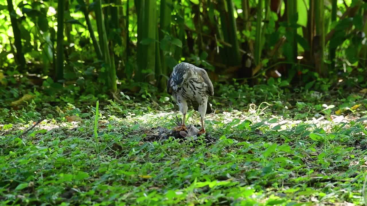 shikra alimentándose de otro pájaro en el suelo, esta ave de rapiña atrapó un pájaro para desayunar y estaba ocupado comiendo, luego se asustó y se fue