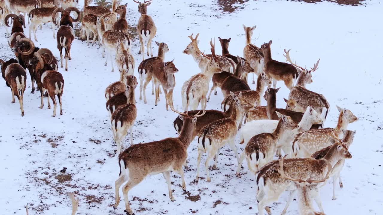 Fallow deer and rams calmly walk across frozen ground in tranquil winter setting