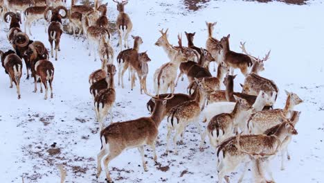 fallow deer and rams calmly walk across frozen ground in tranquil winter setting