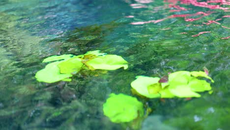 green lily pads gently floating on clear tropical canal water