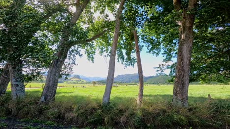 Sun Shining Through The Trees Along The Countryside Road. - POV from car