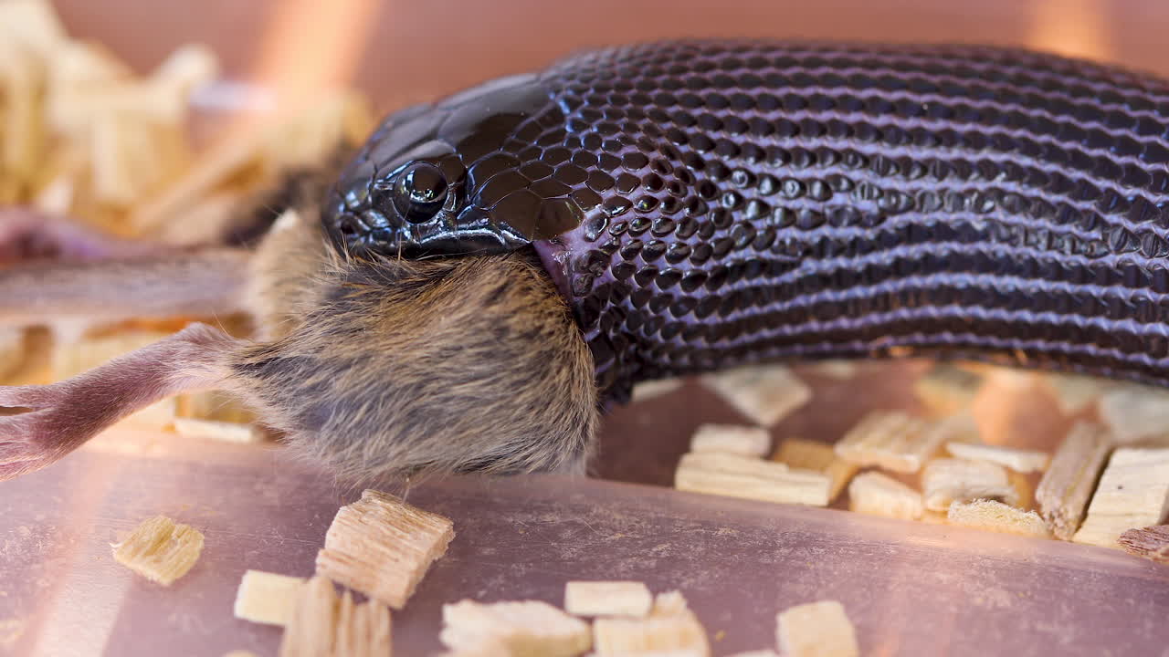 Majestic Mexican Black Kingsnake Eating Entire Rodent in Sawdust Terrarium, Close-up View