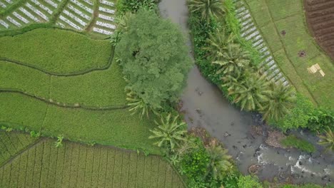 Vista-Aérea-De-Campos-De-Arroz-Indonesios-En-Terrazas-En-Magelang,-Java-Central