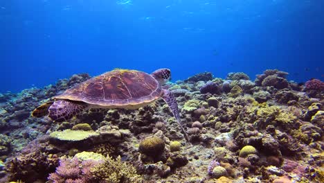 Full-Body-Close-Up-of-Green-Turtle-Swimming-Over-Colourful-Coral-Reef-in-Okinawa,-Japan