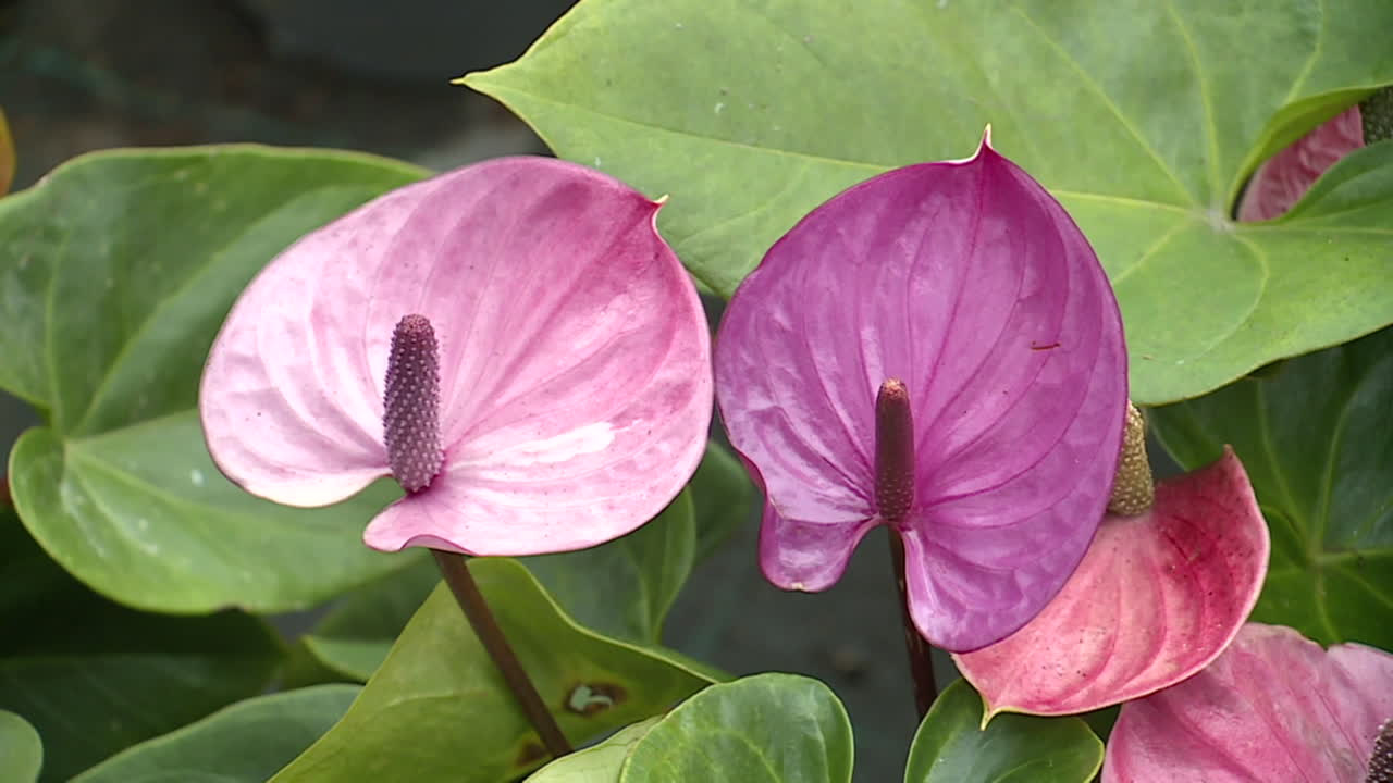 Pink and Purple Anthurium Flowers