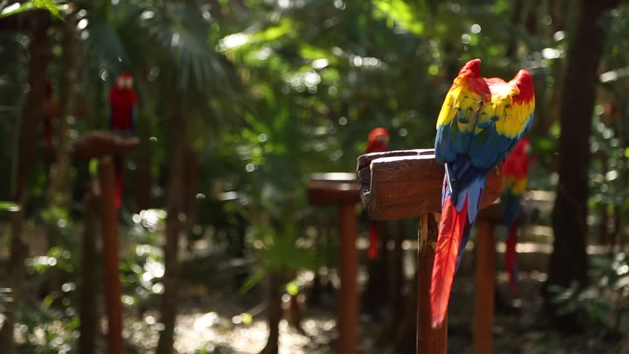 鮮やかな赤、黄、青の羽毛を持つ美しいベニコンゴウインコの後ろ姿と、背景にいる複数のオウムの群れ