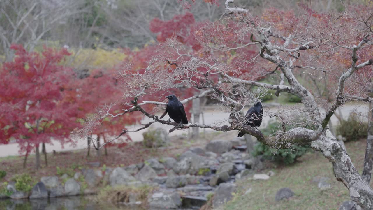 cuervos de pico grande sentados en arces otoñales, japón