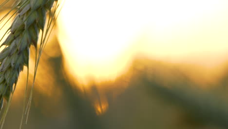 Macro---Wheat-spikes-dancing-and-waving-in-the-wind,-lit-by-setting-sun-at-sunset