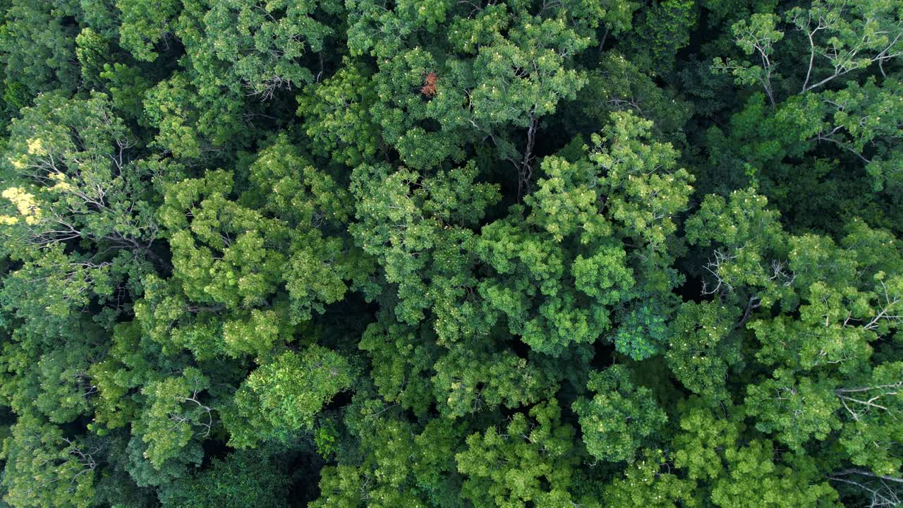 densos árboles verdes de la jungla, vista aérea de arriba hacia abajo