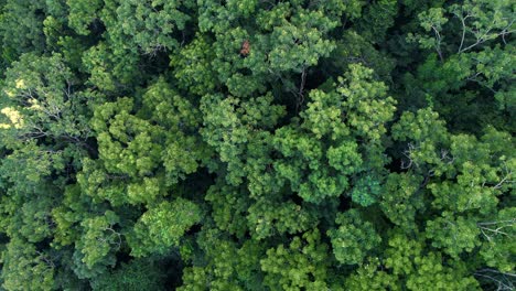 Densos-árboles-Verdes-De-La-Selva,-Vista-Aérea-De-Arriba-Hacia-Abajo