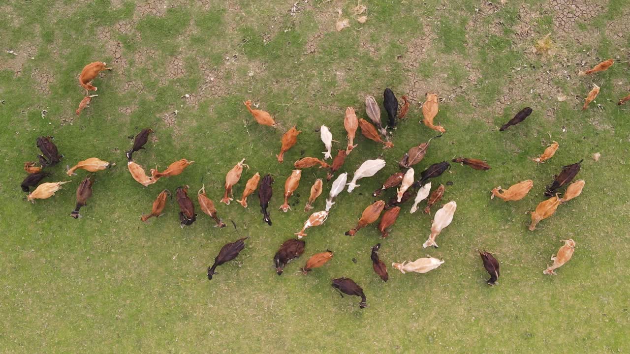 imágenes de drones de arriba hacia abajo de vacas pastando en un prado verde rocoso