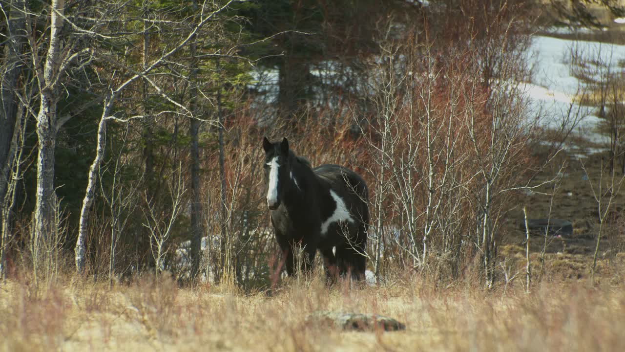caballo negro mirando a la cámara desde el bosque