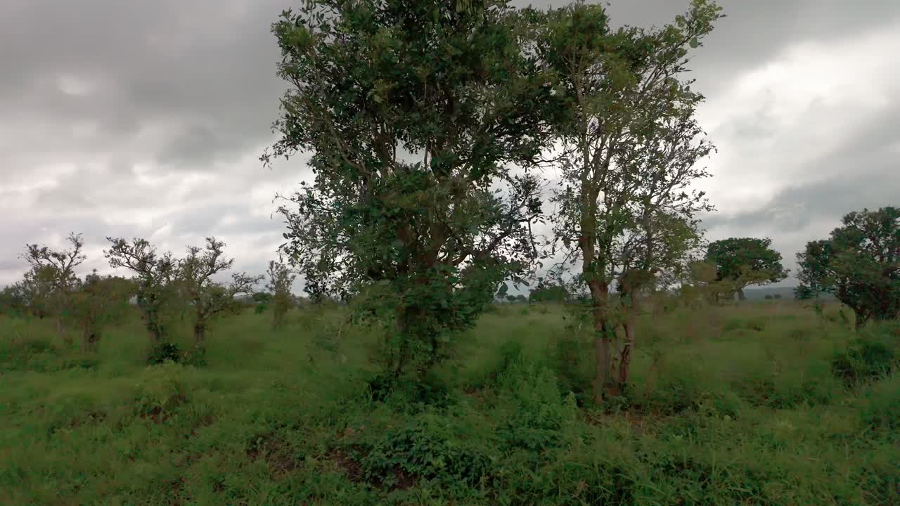 Driving view across Mikumi national park vast African savanna grassland in Tanzania
