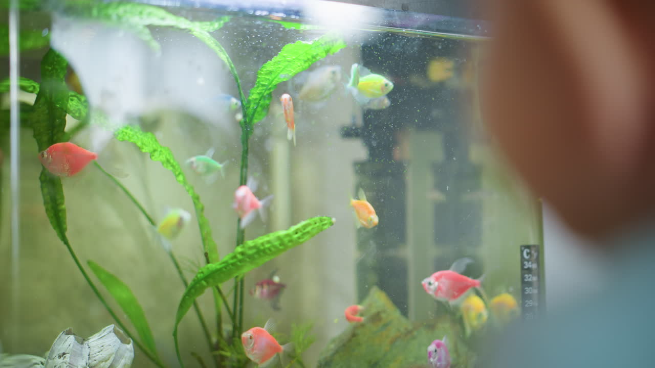 Child points finger at colorful fish swimming inside aquarium with green plants, observing underwater life closely with fascination, highlighting learning, curiosity of pets in home environment