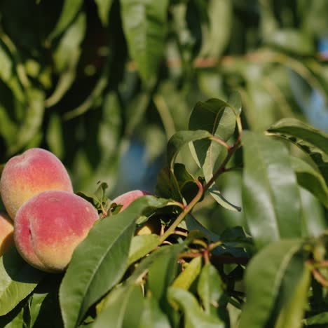 melocotones jugosos maduran en una rama de árbol contra el cielo azul 2