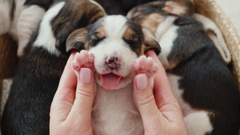 the owner plays with a small puppy sleepy beagle