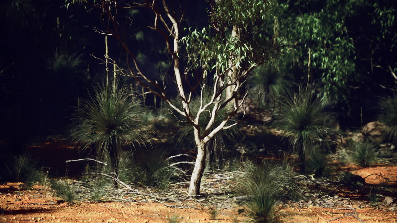 Flora unica dell'entroterra australiano con alberi e piante autoctone