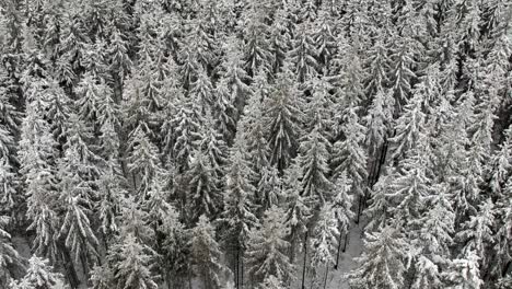 Hermosa-Toma-En-ángulo-Alto-De-Las-Copas-De-Los-árboles-Del-Bosque-De-Pinos-De-Invierno-En-Toma-Aérea-De-Drones