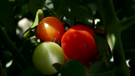 primer plano de tomates verdes y rojos maduros y madurando en el jardín