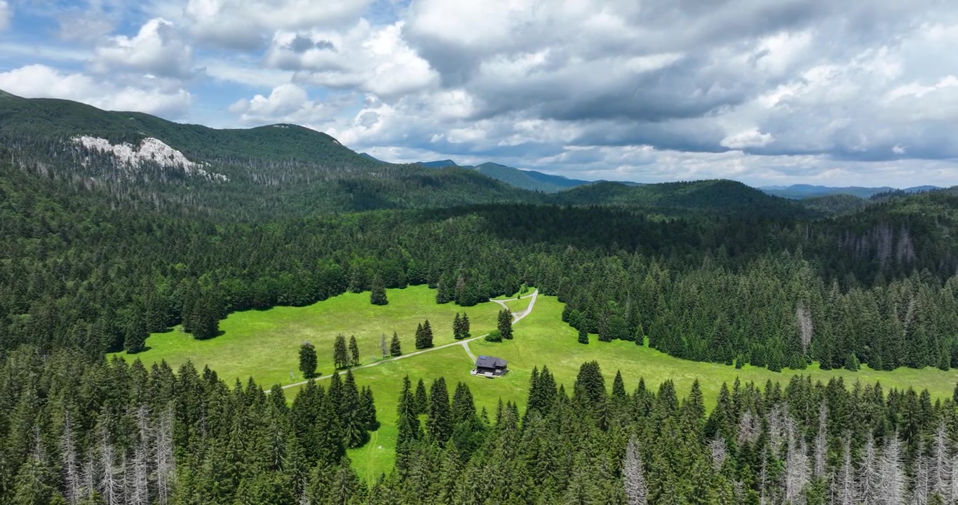 Coniferous Forest Trees Over Gorski Kotar Mountainous Region In Croatia. Aerial Drone Shot