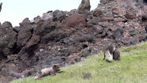 View-at-family-of-three-wild-brown-polar-foxes-playing-on-green-grass