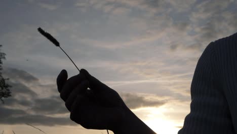 Hands-holding-tall-grass-against-warm-sunset-medium-shot