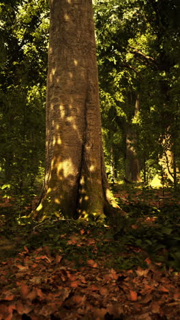 sunlight shining through the trees in a forest