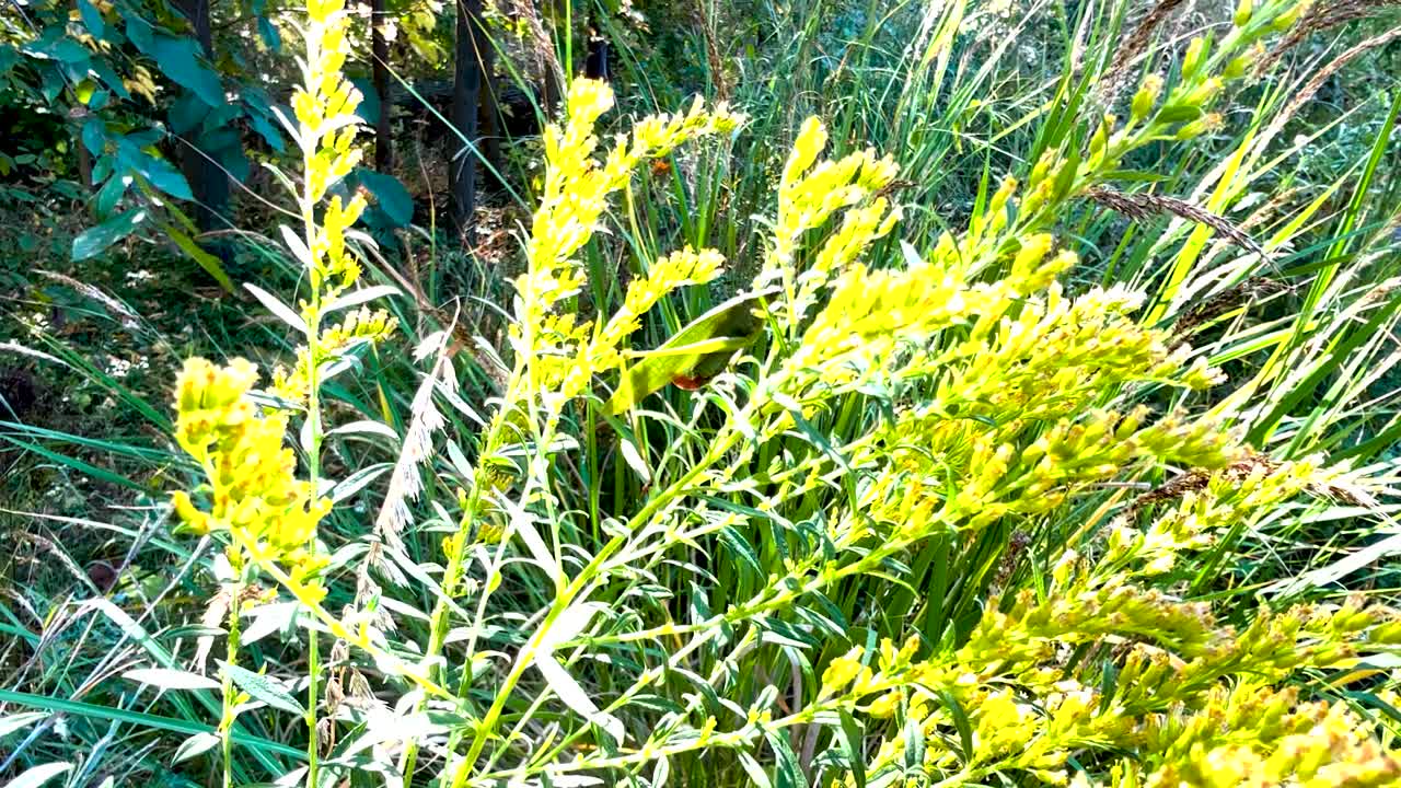 A closeup of a grasshopper perched on a green plant, showcasing the intricate details of nature and the calm beauty of summer wildlife
