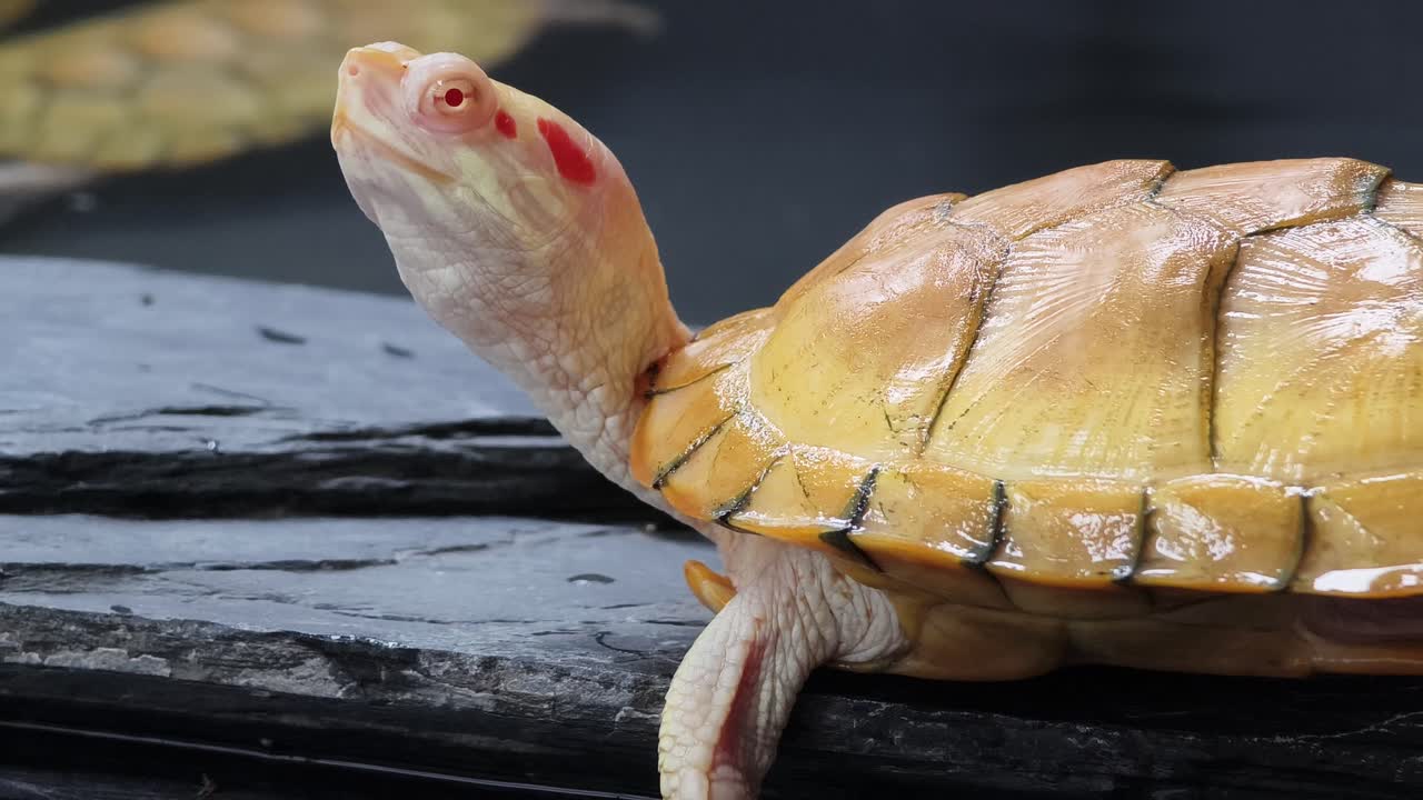 알비노 은 귀 슬라이더 거북이