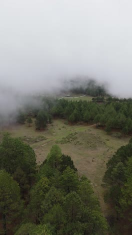 a vertical drone view reveals low clouds drifting above lush forest and vibrant grassland in peaceful motion.