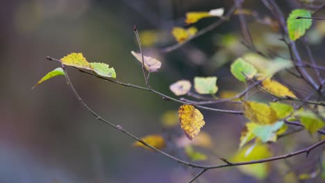 Hojas-De-Otoño-Doradas-En-La-Rama-De-Un-árbol