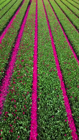 vibrant pink flower field in rows