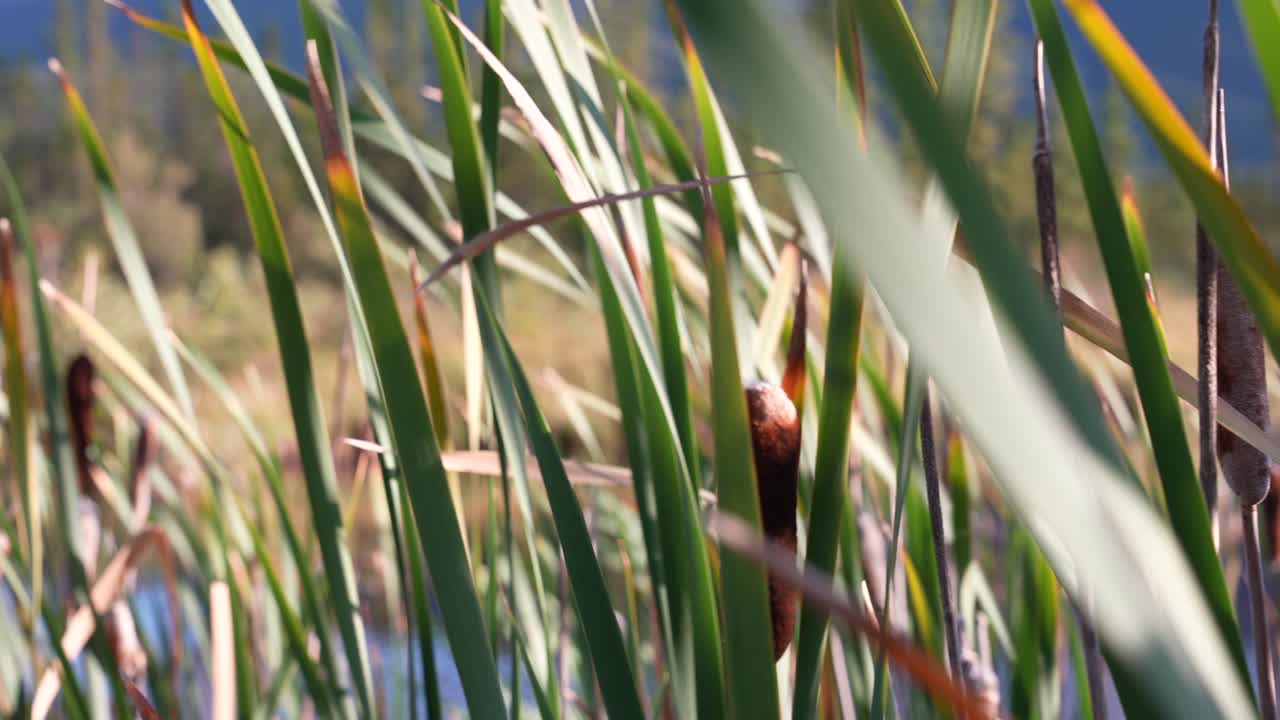 Panning shot of bull rushes in the wind on a summer day.
